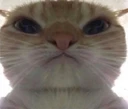 CatStareDownMad