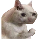 catwhy