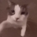 catKISS