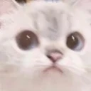 catConcern