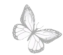 whitebutterfly
