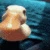 DGduckKiss