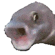 PogFish