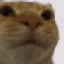 s_catbruhstare