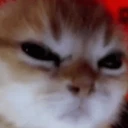 cat_angry