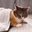 CATSNATCH
