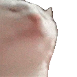 FastCat