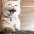 kedi_kizgin