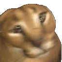 FloppaShake