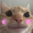 hemi_cat_blush