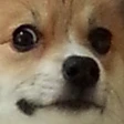 ASdogeface