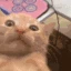 waa