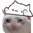 catbongo