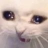 0Neko_Catacafe_EMO19