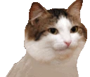 Party_Cat