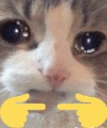 sad_cat_shy