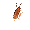 roach
