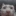 cat_shaker