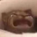 crycat