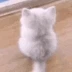 IM_Cat_Wait