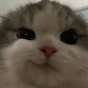 cat_Satisfied