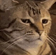CatStare
