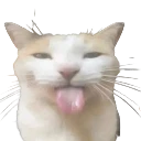 bleh