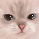DA_WholesomeCatAngy
