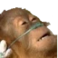monkeyhelp