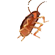 ROACH