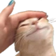 catpat