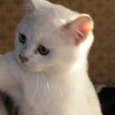 catslapping