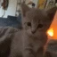 kat