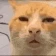 catWTF