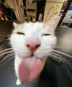 zgato