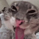 cathappy