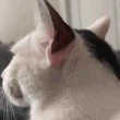catsideye
