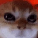 angrycat