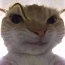 catsus