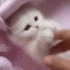 catcute2
