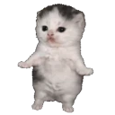 catwiggle