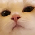 pokiT