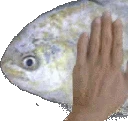 NR3_patfish