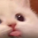 0Neko_Catacafe_EMO22