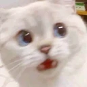 goshcat