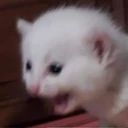 DGcatScreamm