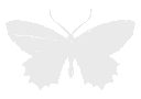 0butterfly4