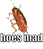 hoesmad