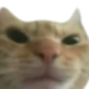 angeycat