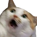 CatSuprise